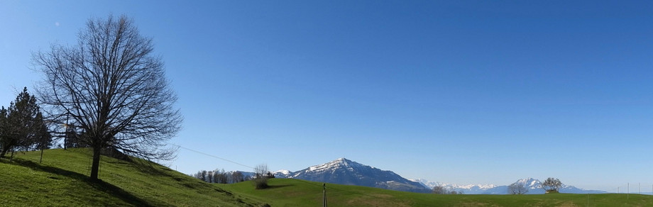 Baum bei einer Landschaft